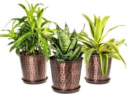 We did not find results for: Monarch Abode Copper Finish Indoor Flower Succulent Pots Planter With