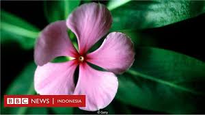 Penyebab utama berkurangnya flora dan fauna di inggris dan bahkan ada yang punah adalah adanya a. Buta Flora Kenapa Kita Perlu Lebih Akrab Dengan Tumbuhan Bbc News Indonesia