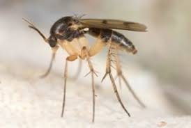 Maybe you would like to learn more about one of these? Why Fungus Gnats Are In Your Knoxville Home Russell S Pest Control