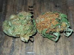 Are There Dangerous Synthetic Pgrs In Your Weed Grow Weed Easy