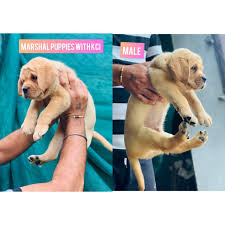 We did not find results for: Marshal Line Labrador Puppies Bosky S Kennel India Facebook