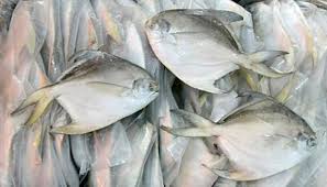 085899999855 | jual ikan laut segar dan fresh beku online kering hidup di daerah bekasi, depok, cikarang, tangerang dan jabodetabek. Kkp Klaim Produksi Ikan Bawal Hybrid Unggul Bisnis Tempo Co