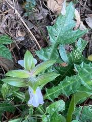Image result for Acanthus mayaccanus