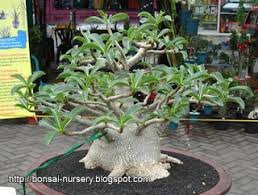Dato' hj adi putra, fasha sandha, elly mazlein, hasnul rahmat, nafiz muaz dfkl, nadia brian, ikhlas jalil. Bonsai Kemboja Adenium Desert Rose Cik Lela