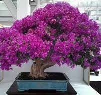 Care guide for the Bougainvillea Bonsai tree - Bonsai Empire