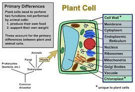 Plant Cells Vs Animal Cells With Diagrams Plant And Animal Cells Animal Cell Plant Cell Diagram