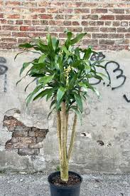 Image result for Dracaena fragrans