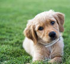 Golden retrievers are playful, yet gentle with children, funny, loving and they tend to get along well with other pets and strangers. When You Should Neuter Your Puppy According To Science University Of California