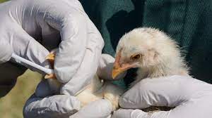 Un hombre de 41 años fue diagnosticado con una cepa de gripe aviar que raramente afecta a los humanos, tras presentar fiebre y otros síntomas. Jrqtqkhhegxhpm