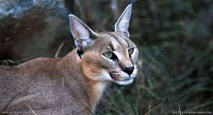 We are always adding new decal sheets to. 5 Fascinating Facts About The Caracal Safaribookings