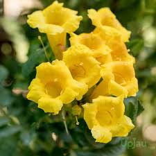 Image result for Tecoma capensis