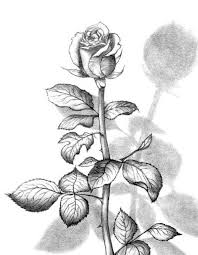 Gambar sketsa buah buahan merupakan obyek paling simple mudah untuk digamabar serta mudah. Gambar Sketsa Bunga Mawar Termasuk Mudah Untuk Digambar Gambar Sketsa Ini Dapat Kamu Buat Dengan Cara Melihat Langsung Bent Sketsa Lukisan Gambar Lukisan Bunga