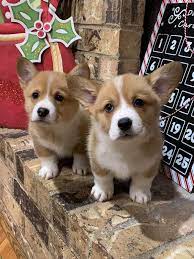 Click here to be notified when new pembroke welsh corgi puppies are listed. Pembroke Welsh Corgis Home