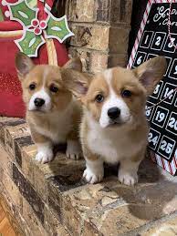 Akc pembroke welsh corgi puppies $0 hide this posting restore restore this posting. Pembroke Welsh Corgis Home