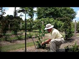 When visiting the first time, we got out of our car and met the owners, jason and. Dr Arlie Powell Demonstrating How To Trellis Blackberries Petals From The Past Youtube