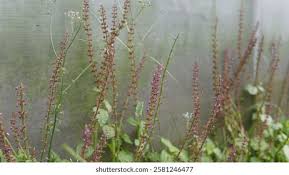 Image result for Platostoma montanum