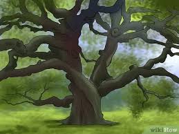 Stumpage value for white oak veneer logs: How To Buy An Oak Tree 12 Steps With Pictures Wikihow