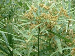 Image result for Cyperus amauropus