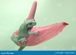 Uma Perereca-lixeira Está Descansando Em Uma Flor Rosa De Antrúcio. Foto de  Stock - Imagem de naughty, nantes: 226728868