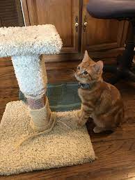 Brought This Little Guy To His New Forever Home Today Https Ift Tt 2hihdkn Cool Cats Funny Cat Pictures Cat Love