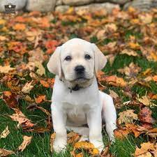 1 908 次赞 13 条评论 ʏᴇʟʟsw ʟᴀv sǫyᴀᴅ yellowlabsquad 在instagram 发布 welcome to the squad wonton if you are yellow labrador labrador labrador retriever