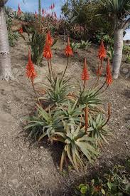 Maybe you would like to learn more about one of these? Orange Aloe Flowers Coastal Garden In Laguna Beach California Stock Photo Picture And Royalty Free Image Image 91325359