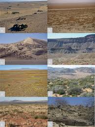 Image result for Eriocephalus ambiguus