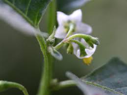 Image result for Solanum villosum