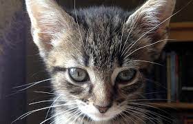 But now, shelters report overcrowding many animal shelters say they have too many cats and dogs in need of homes. Indianapolis Pet Adoption Event A Success Best Friends Animal Society