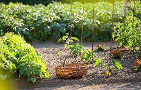 See more of la vape de la carotte on facebook. Lutter Contre La Mouche De La Carotte Gamm Vert