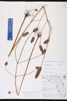 Image result for Cantinoa americana