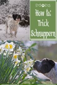 Trick Kommando Schnuppern Mit Bildern Hunde Hundetricks Hundehaltung