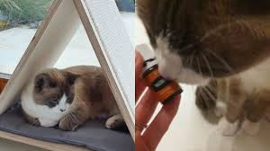 It can irritate the cat's skin over time and even cause skin infections. Cats Oils Feline Tales The Oil Temple