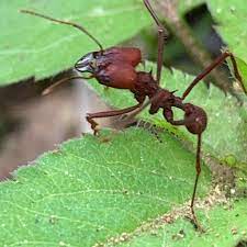 De fato, figuram entre os animais que atingiram um grau de organização biológica chamado de eusocialidade. Formigas Cortadeiras E Carregadeiras Como Colocar Um Fim Boi Saude