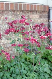 Klett, colorado state university extension landscape horticulturist and professor, department revised from original xeriscaping: Xeriscaping Vs Landscaping In Colorado Springs Woodleaf Realty