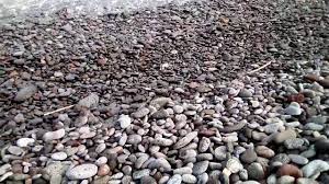 Âmbar gris ou vômito de baleia é uma substância produzida no intestino da baleia cachalote, mais especificamente na vesícula biliar (foto). O Verdadeiro Vomito Da Baleia Ambar Gris The Real Whale Vomit Ambergris Youtube