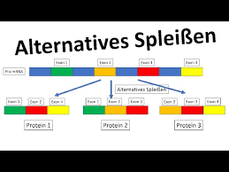 Check spelling or type a new query. Alternatives Spleissen Genregulation Eukaryoten Biologie Oberstufe Youtube