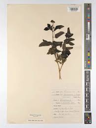 Image result for Nesogenaceae