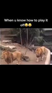 Trending Videos On Tiktok Animal Jokes Funny Animal Videos Funny Animal Jokes
