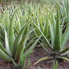 Image result for Aloe