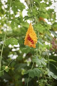 Image result for Momordica charantia