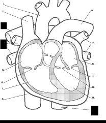 Pin By Sunjetto Fegan Smith On Heart Heart Diagram Anatomy Coloring Book Heart Coloring Pages
