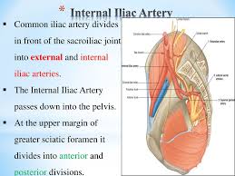The internal iliac artery arises from the common iliac artery at the level of the sacroiliac joint. Pelvic Vessels And Nerves Ppt Download