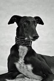 Black And White Greyhound Dog Not So Simple Black And White Tales And Tails Greyhound Puppy Greyhound Whippet