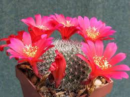 & the flooower would be an offffering. Rebutia Wikipedia