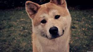 Hachiko One Of The Most Heartbreaking Movies Ever Dog Breeds Dog Friends Akita Dog
