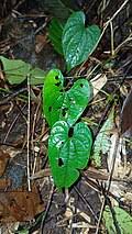Image result for Dioscorea cotinifolia