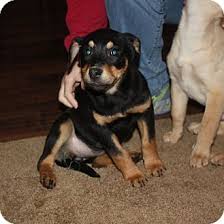 Search for dogs closest to your area by changing the search location. Kennebunkport Me Rottweiler Meet Millie Maine A Pet For Adoption