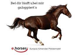 hast du schon deinen passenden partner zum galoppieren gefunden nein finde ihn auf www ehorses de wir haben pferde zitate pferdespruche lustige pferdespruche