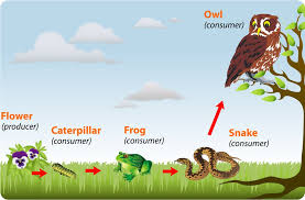 You can also add a definition of food web yourself. Food Chain And Food Web Definition Examples Diagrams